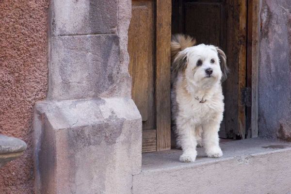 Mexico White dog standing in open doorway